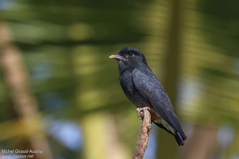 Swallow-winged Puffbirdadult, moulting, pigmentation