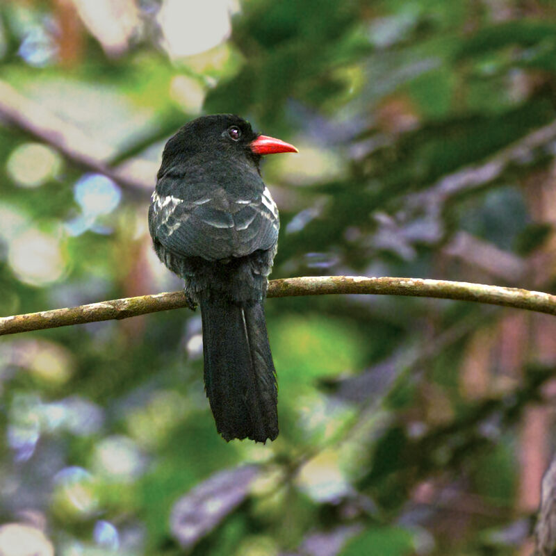 Black Nunbird