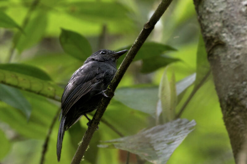 Cinereous Antshrike male adult