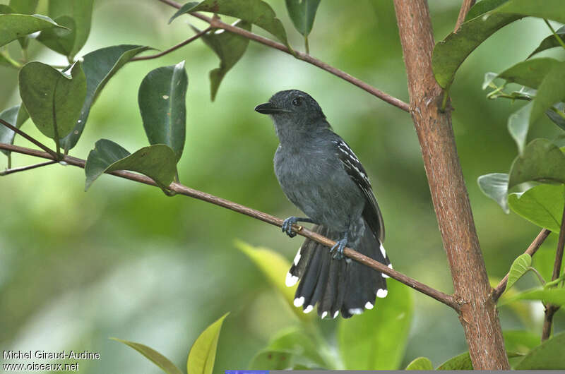 Amazonian Antshrike male adult, identification