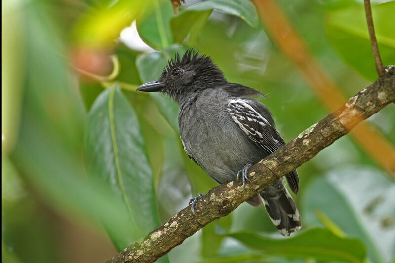 Blackish-grey Antshrike male adult