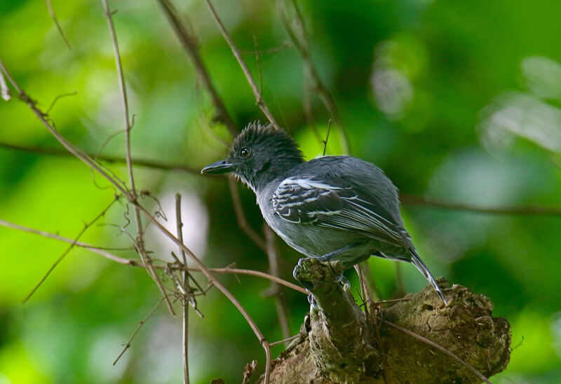 Blackish-grey Antshrike male adult