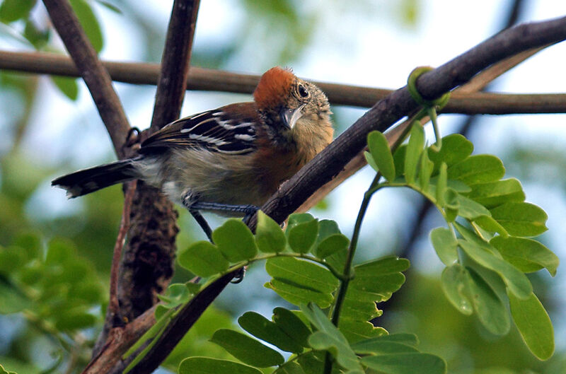 Black-crested Antshrike female adult