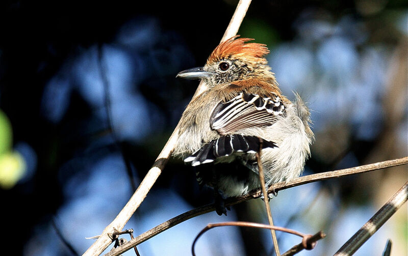 Black-crested Antshrike female adult