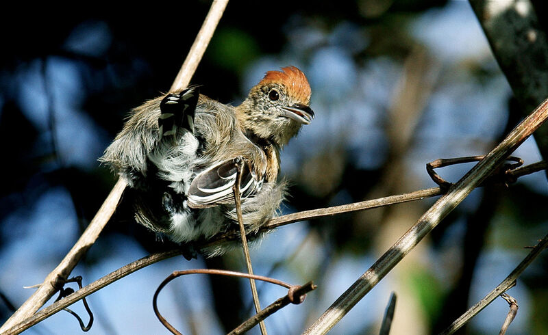 Black-crested Antshrike female adult