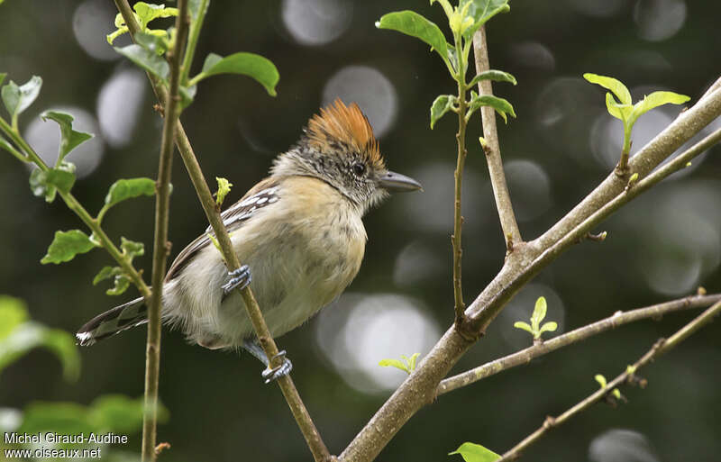 Black-crested Antshrike female adult, identification