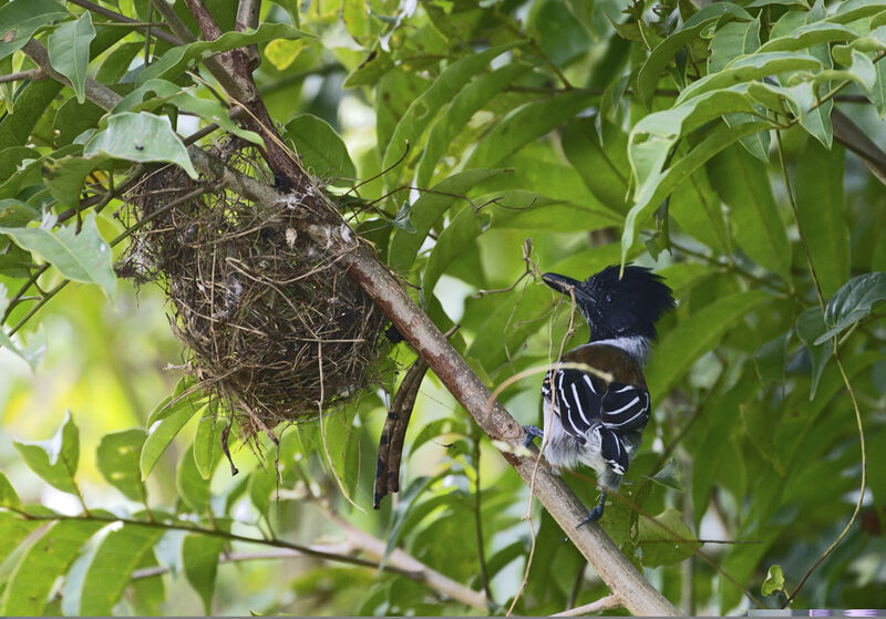 Black-crested Antshrike