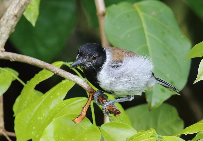 Black-crested Antshrike male adult