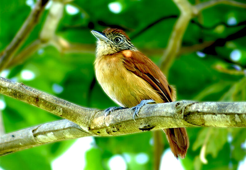 Batara rayé femelle adulte, identification