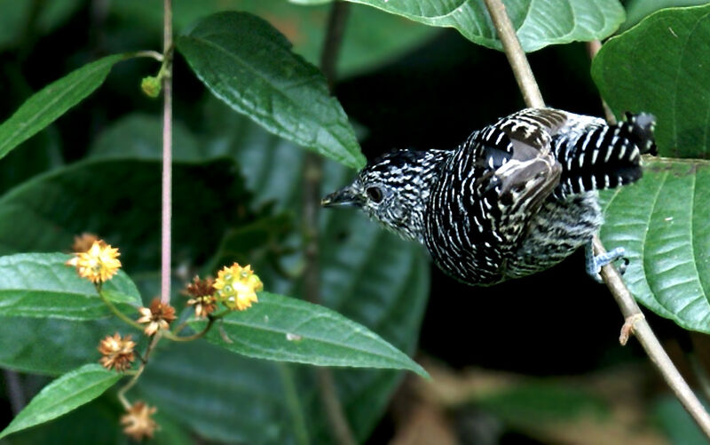 Barred Antshrike male adult