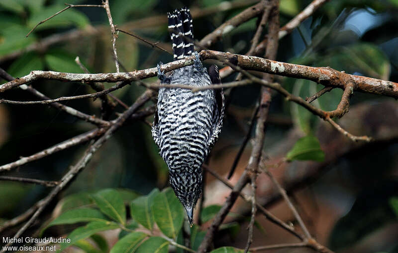 Barred Antshrike male adult, fishing/hunting, Behaviour