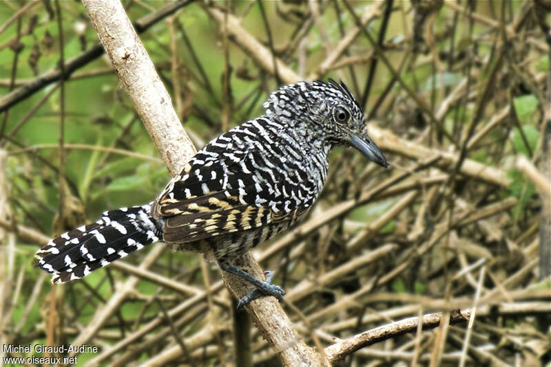 Barred Antshrike male subadult breeding, identification