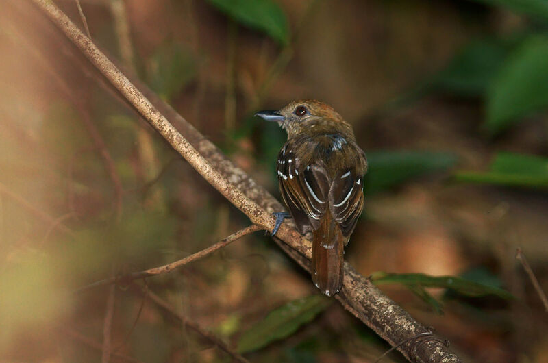 Northern Slaty Antshrike male immature