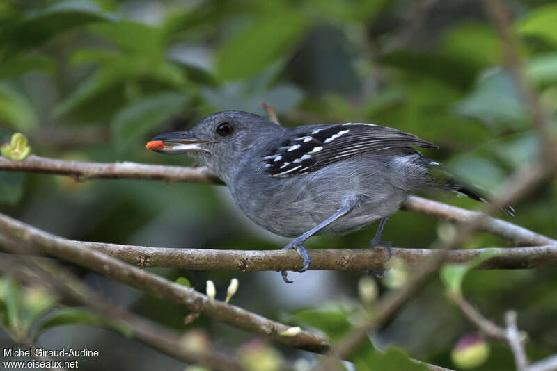 Northern Slaty Antshrike male adult, feeding habits