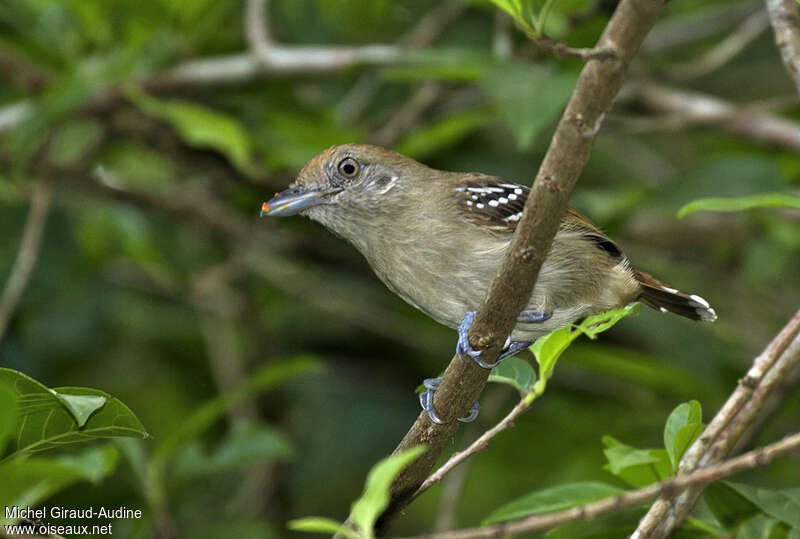 Northern Slaty Antshrike female adult, pigmentation, eats