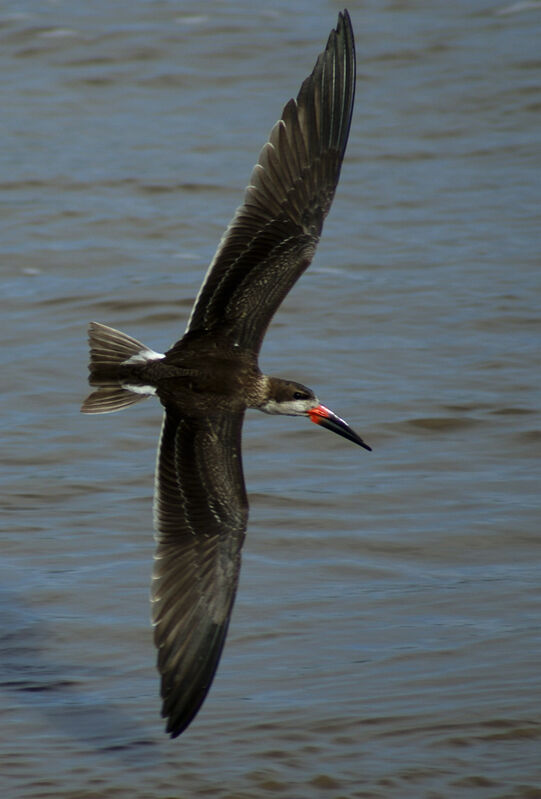 Black Skimmer, identification