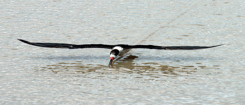 Black Skimmer, identification