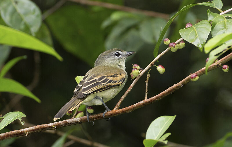 White-winged BecardFirst year