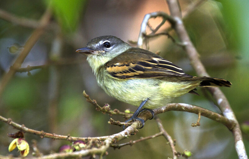 Bécarde à ailes blanches1ère année