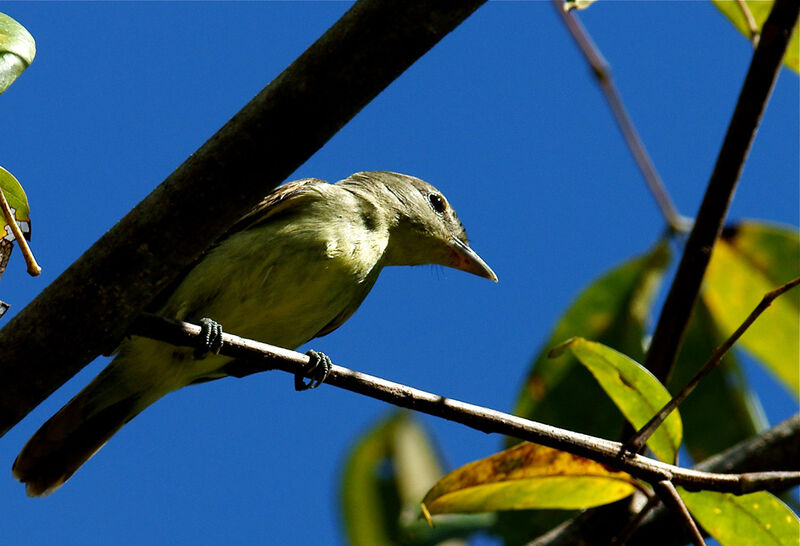 Bécarde à ailes blanches