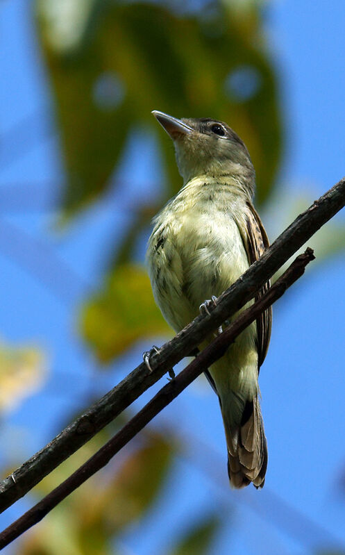 White-winged Becard