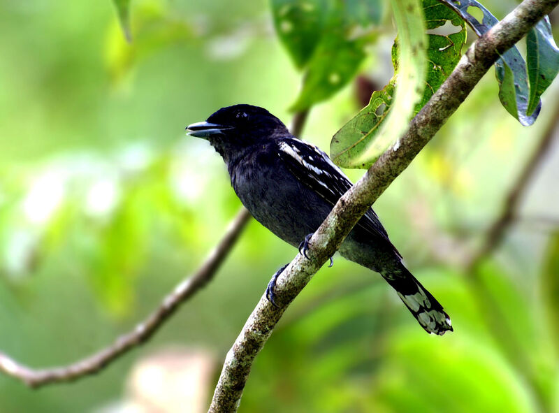 White-winged Becard