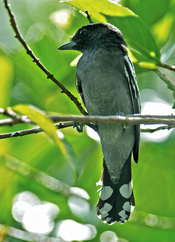 Bécarde à ailes blanches mâle immature