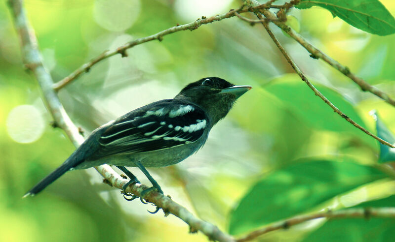 White-winged Becard male immature