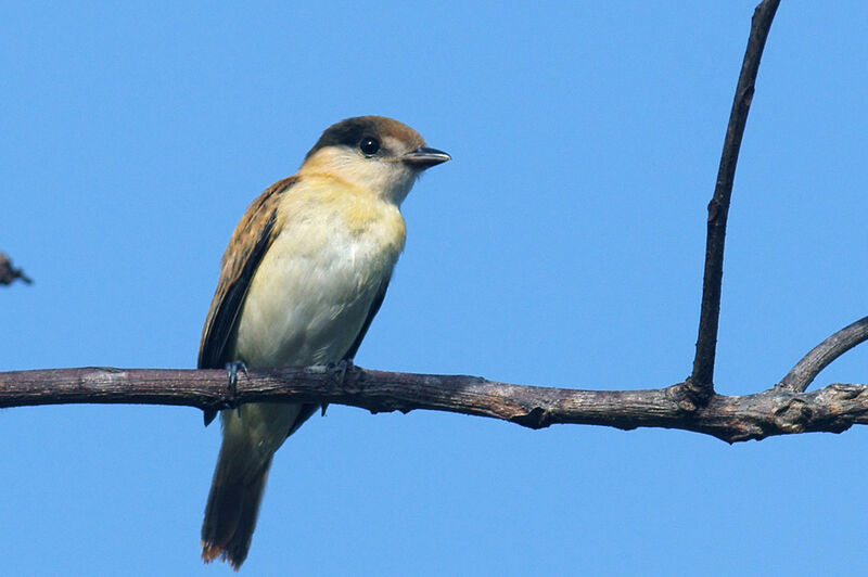 Cinereous Becard female juvenile