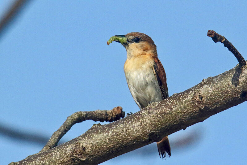 Cinereous Becard female, Reproduction-nesting