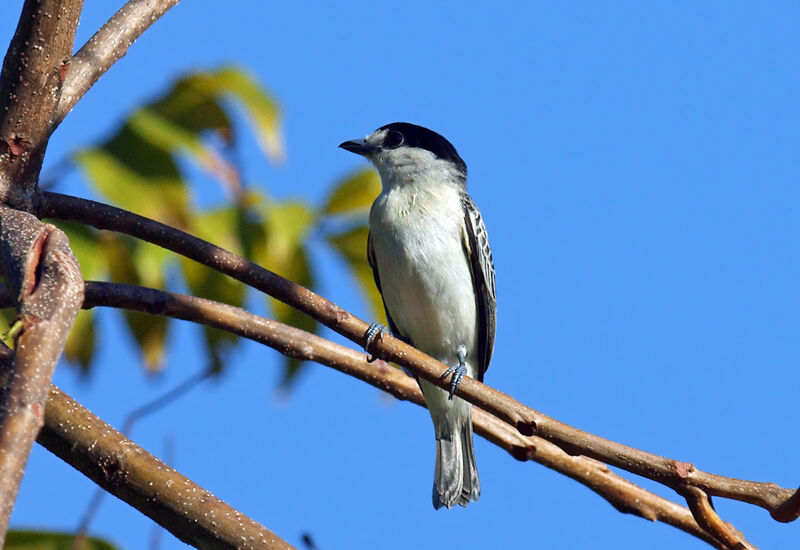 Cinereous Becard, identification