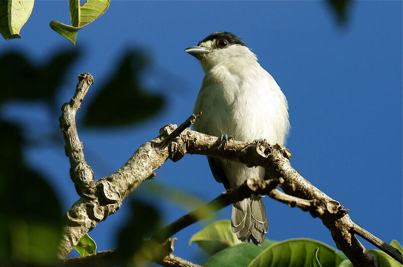 Cinereous Becard male adult, identification