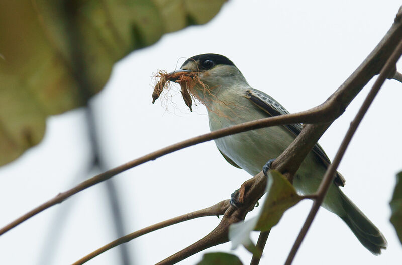 Cinereous Becard male adult, Reproduction-nesting