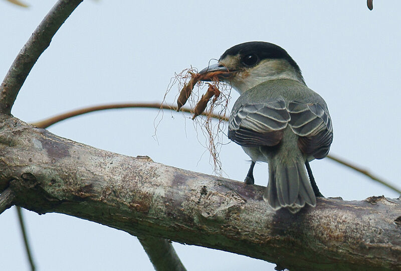 Cinereous Becard male adult, Reproduction-nesting