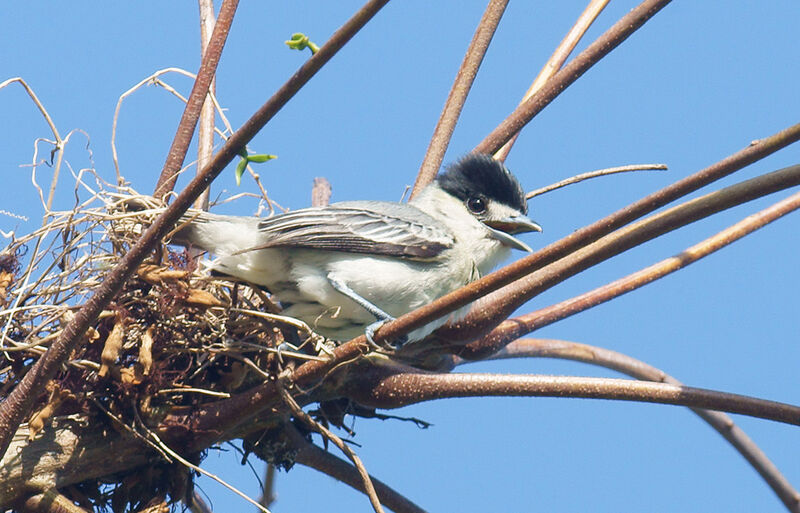 Cinereous Becard male adult, Reproduction-nesting