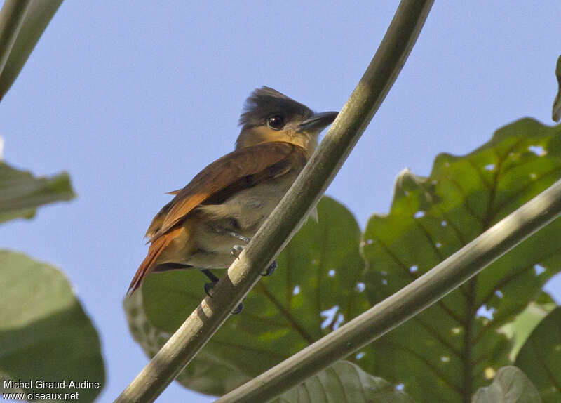 Pink-throated Becard female adult