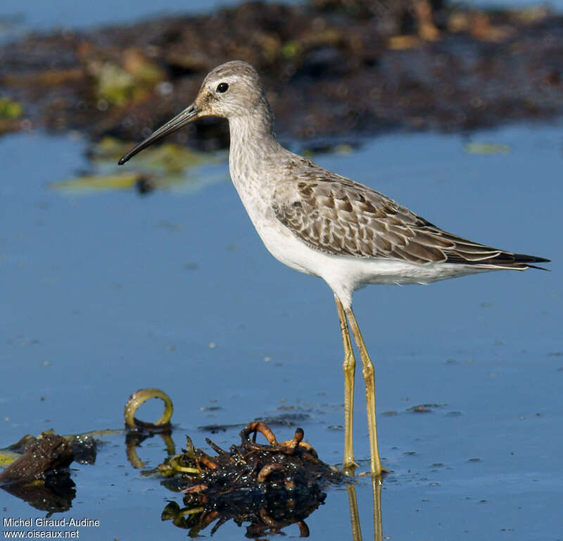 Stilt Sandpiperadult transition, identification