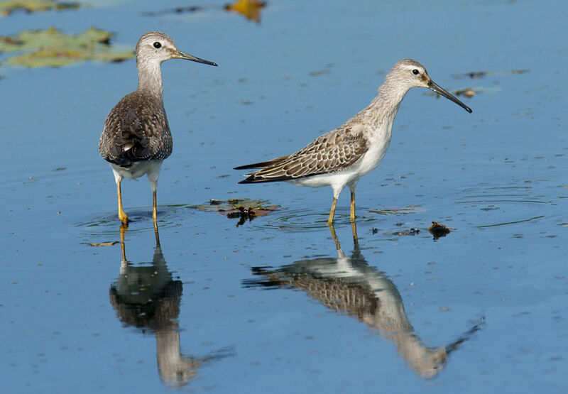 Stilt Sandpiper