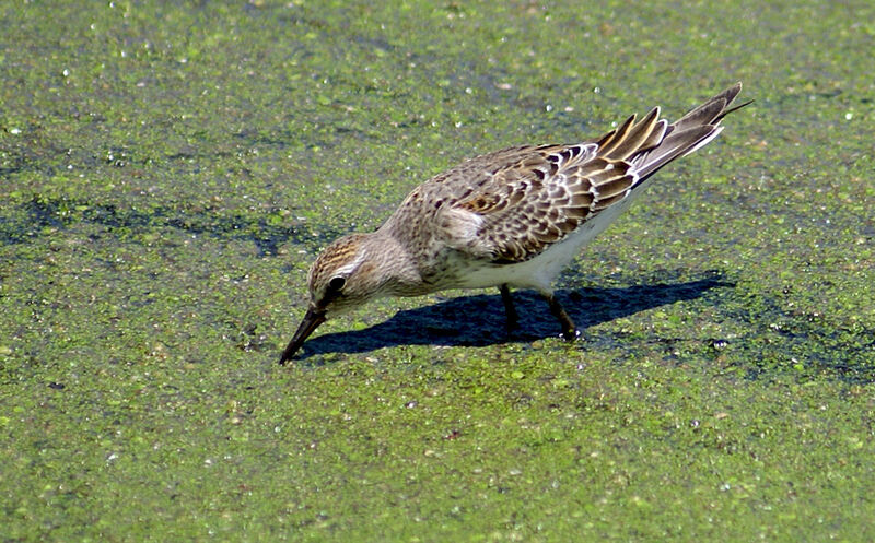 White-rumped Sandpiper