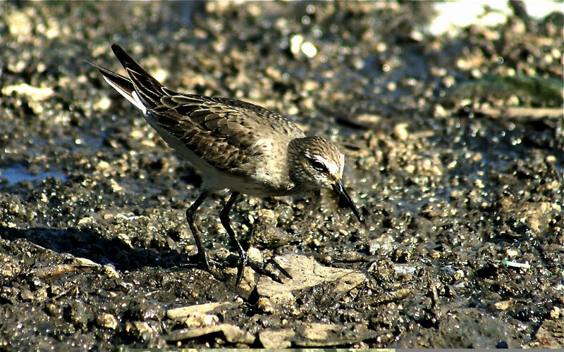 White-rumped Sandpiper