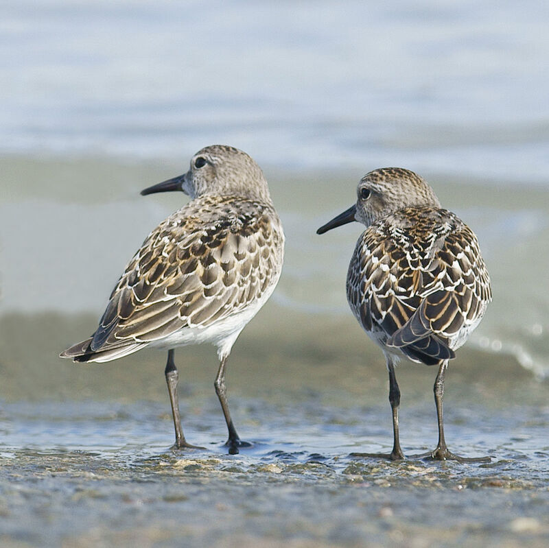 White-rumped Sandpiper