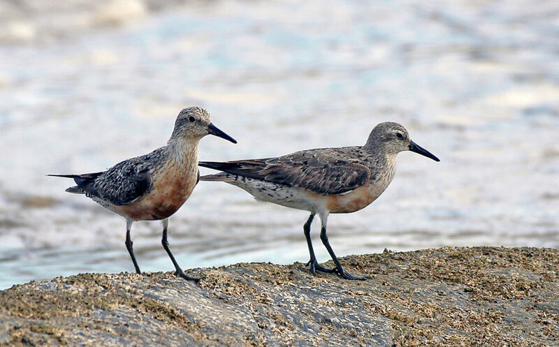 Red Knot