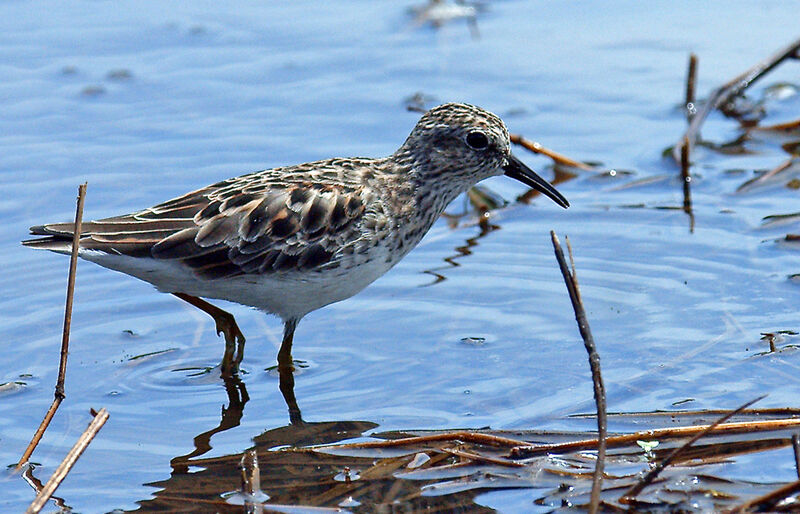 Bécasseau minuscule, identification