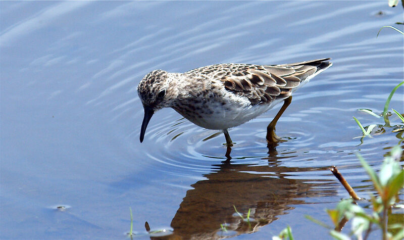 Bécasseau minuscule, identification