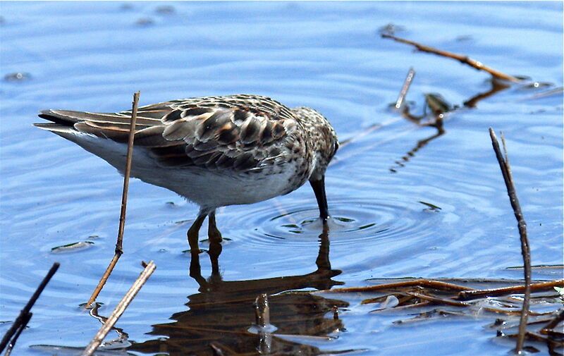 Least Sandpiper