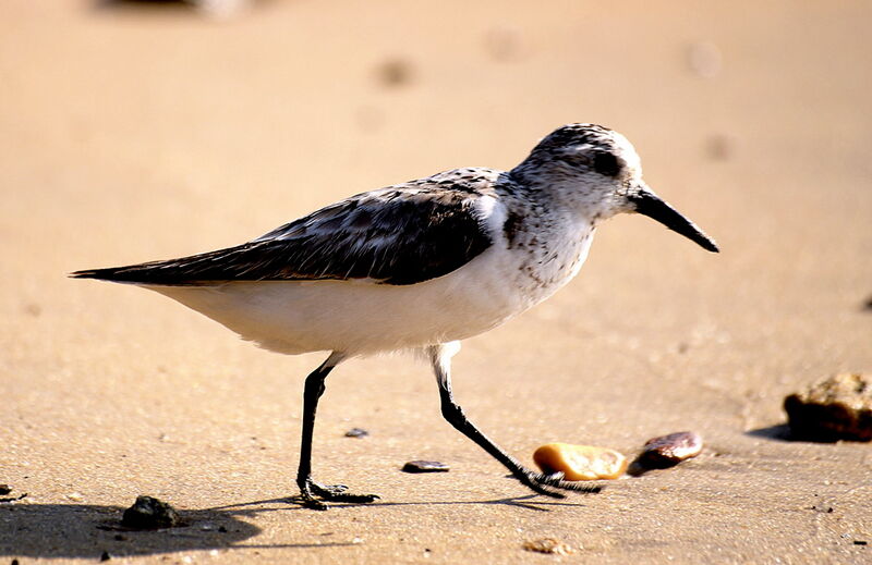 Bécasseau sanderling