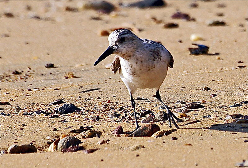 Bécasseau sanderling