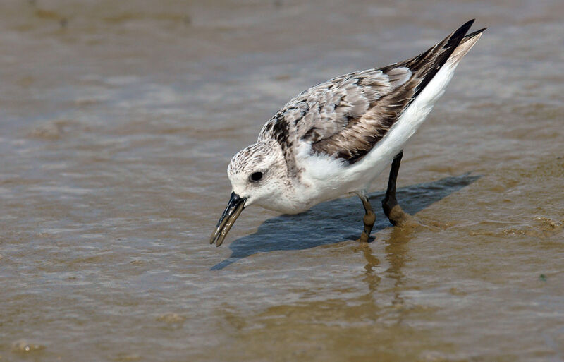 Bécasseau sanderling