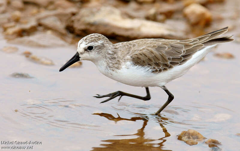 Semipalmated Sandpiperadult post breeding, identification