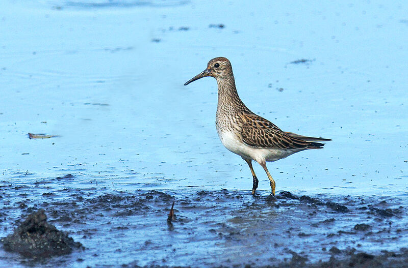 Pectoral Sandpiperadult